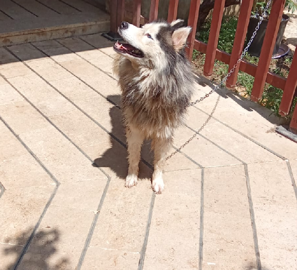 Splendida Malamute VICKY Foto 2